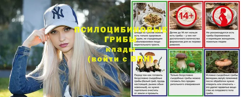 OMG ссылки  Большой Камень  Псилоцибиновые грибы Psilocybe 